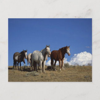 Postal Caballos en pie en pradera occidental