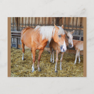 Postal Caballos en un establo