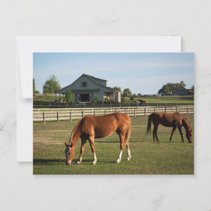 Postal Caballos en un rancho en Alabama