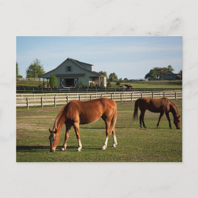 Postal Caballos en un rancho en Alabama (Anverso)