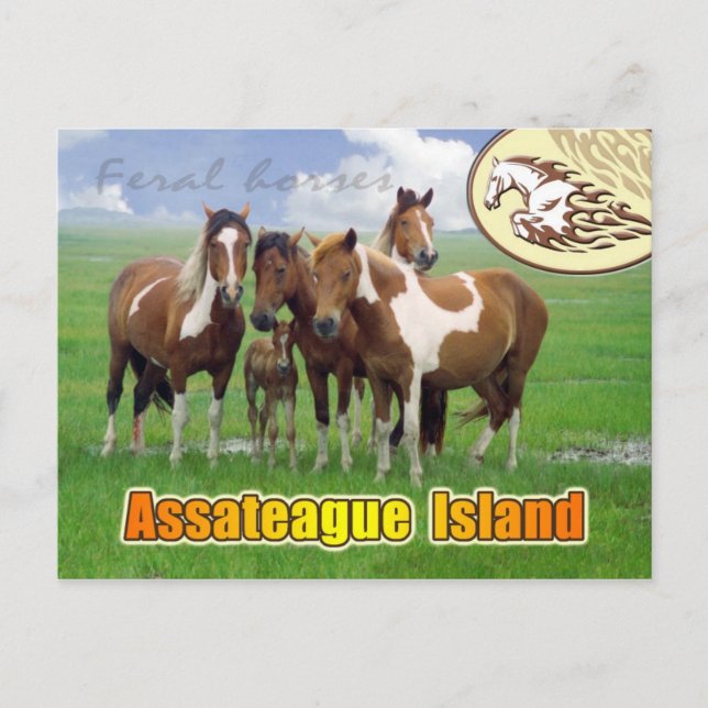 Postal Caballos ferales, Isla de Assateague Nat. Mar (Anverso)