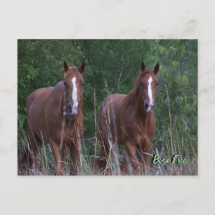 Postal Caballos gemelos - llevados libremente