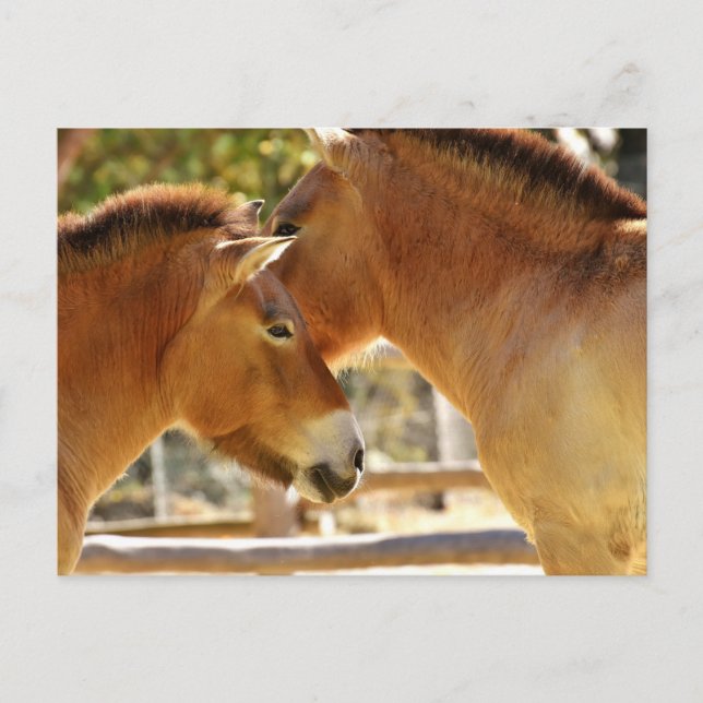 Postal Caballos hermosos (Anverso)