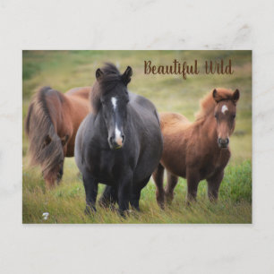 Postal Caballos hermosos