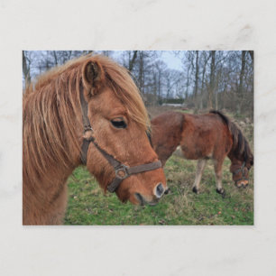 Postal Caballos islandeses