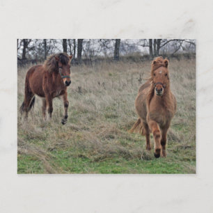 Postal Caballos islandeses