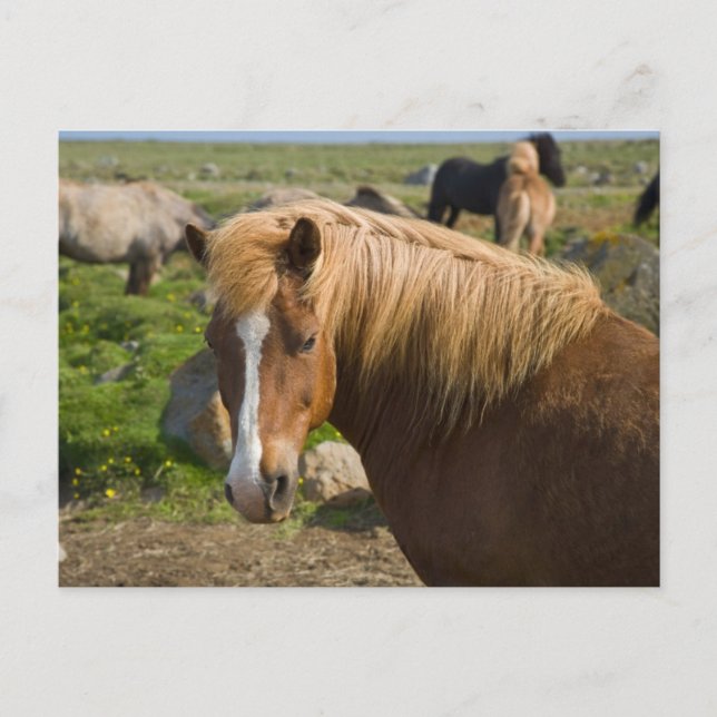 Postal Caballos islandeses en el noreste de Islandia (Anverso)