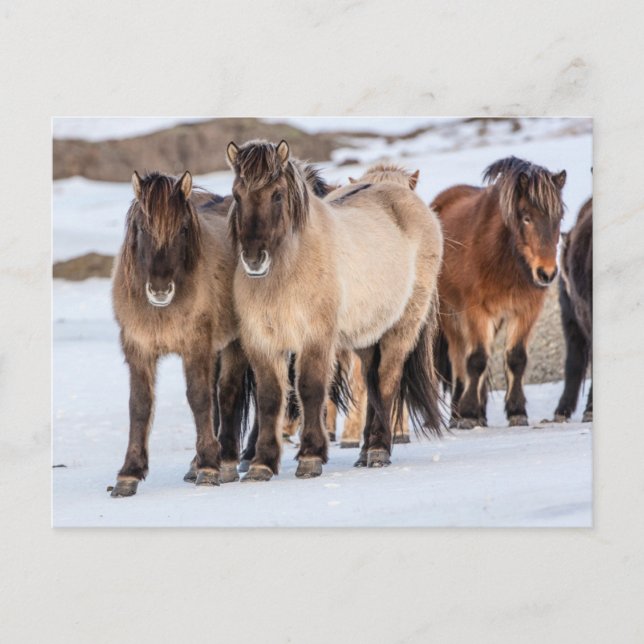 Postal Caballos islandeses en invierno cerca de Hofn, Isl (Anverso)
