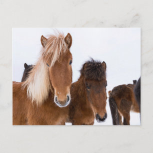 Postal Caballos islandeses lindos juntos