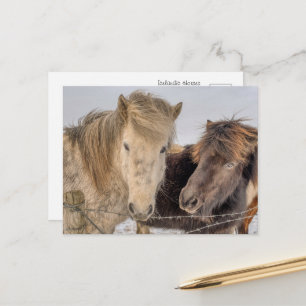 Postal Caballos islandeses majestuosos en invierno