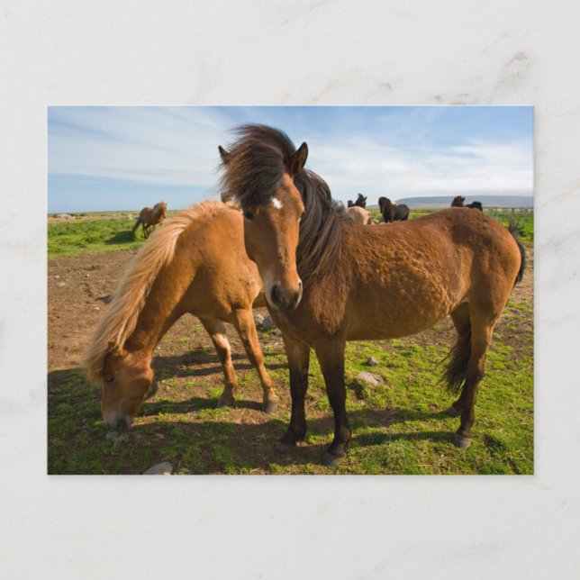 Postal Caballos islandeses pastan (Anverso)
