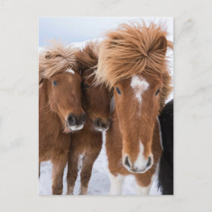 Postal Caballos islandeses se acarician, Islandia