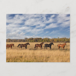 Postal Caballos justo fuera del Parque Nacional Grand Tet
