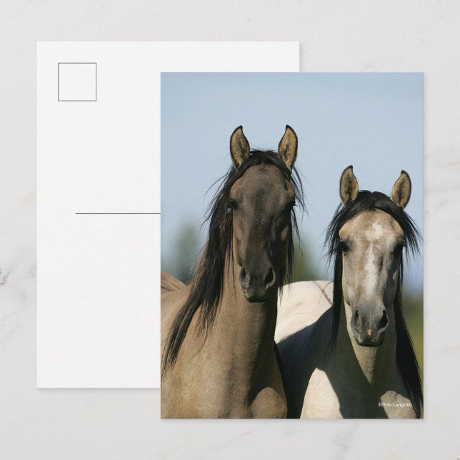 Postal Caballos Kiger Mustang en la cabeza (Anverso / Reverso)