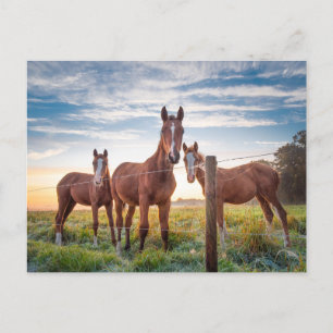 Postal Caballos marrones en la foto de la hierba