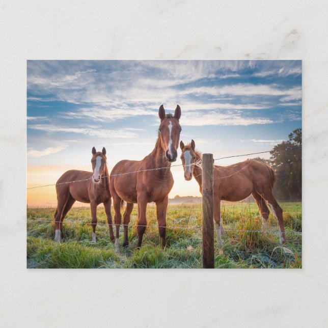 Postal Caballos marrones en la foto de la hierba (Anverso)