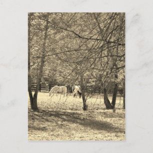 Postal Caballos marrones y blancos en un árbol. Sepia Ton