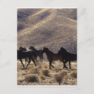 Postal Caballos Mustang Salvajes en el Desierto 1