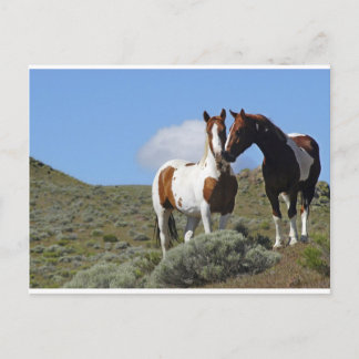 Postal Caballos Nuzzling