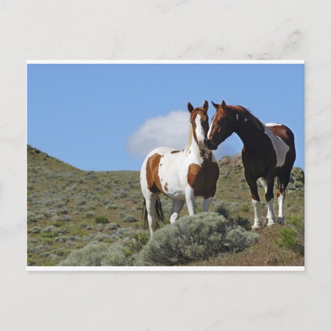 Postal Caballos Nuzzling (Anverso)