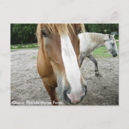 Postal Caballos Ocala Florida Horse Farm Postcard Florida
