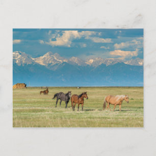 Postal Caballos oídos en el campo de heno