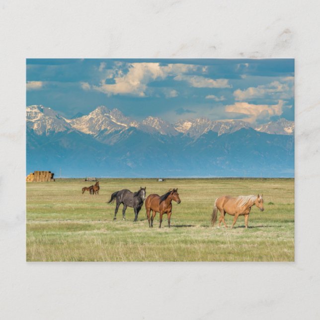 Postal Caballos oídos en el campo de heno (Anverso)