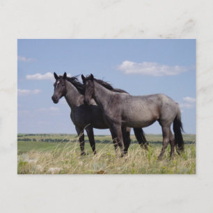 Postal Caballos Pacíficos de Destiny Ranch