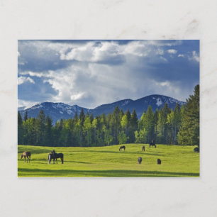 Postal Caballos pastan en pastizal cerca de Whitefish,
