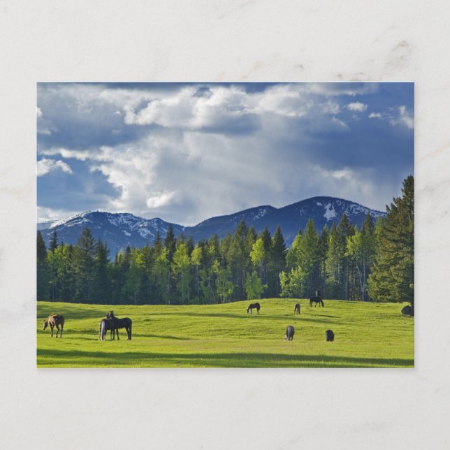 Postal Caballos pastan en pastizal cerca de Whitefish, (Anverso)
