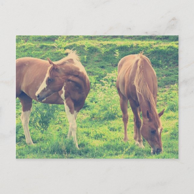 Postal Caballos pastando (Anverso)