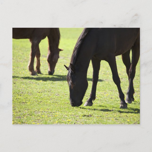 Postal Caballos pastoreando 2 (Anverso)