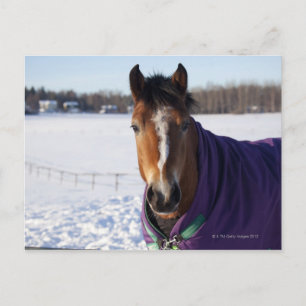 Postal Caballos pastoreando en un campo cubierto de nieve