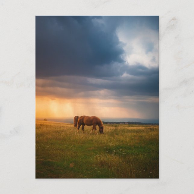 Postal Caballos pastoreando en un día tormentoso (Anverso)