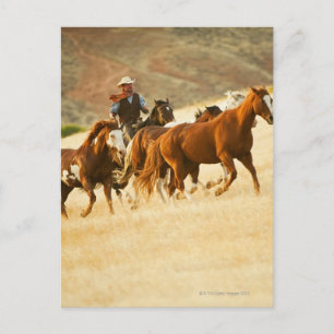 Postal Caballos pastores de vaqueros 3
