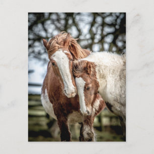 Postal Caballos/Ponies