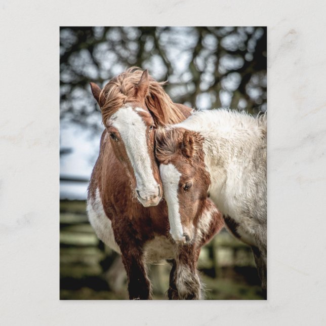 Postal Caballos/Ponies (Anverso)