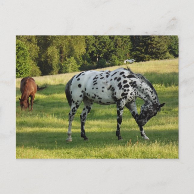 Postal Caballos por la noche (Anverso)