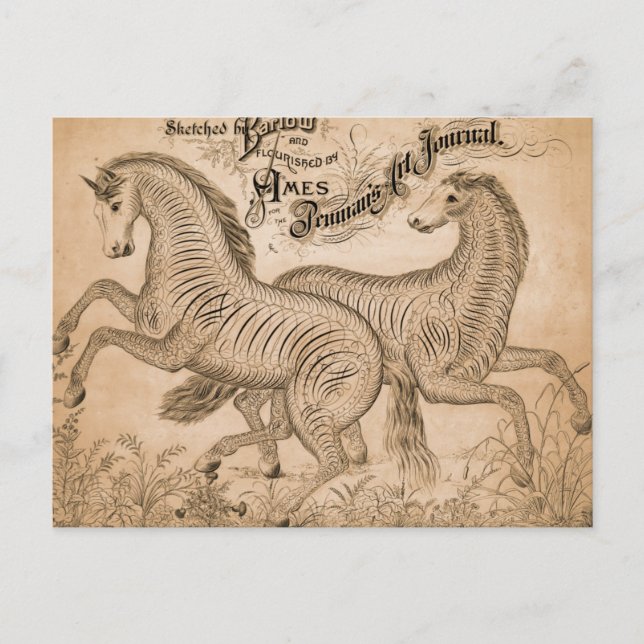 Postal Caballos Por Penmandad (Anverso)