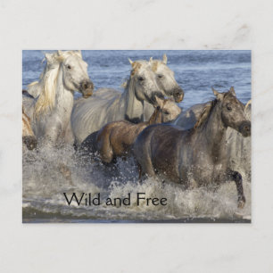 Postal Caballos que galopan en el agua