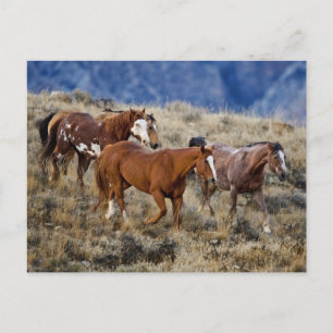 Postal Caballos recorriendo las colinas
