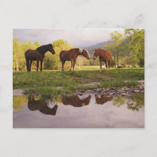 Postal Caballos reflejados en un pequeño arroyo, Cades Co