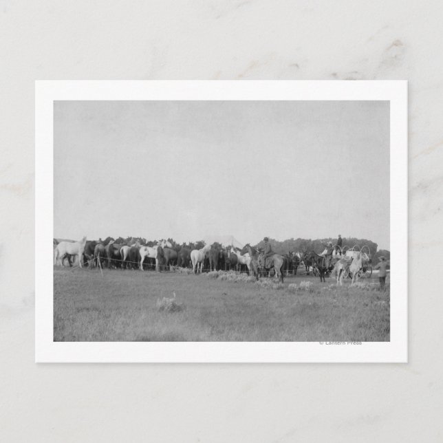 Postal Caballos resumidos por Cowboys Photography (Anverso)