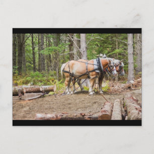 Postal Caballos sacando troncos en bosques de Maine