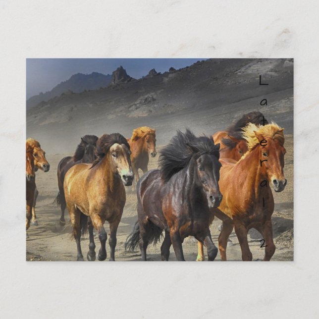 Postal Caballos salvajes (Anverso)