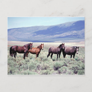 Postal Caballos salvajes