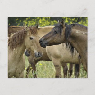 Postal Caballos salvajes