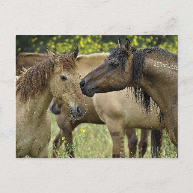 Postal Caballos salvajes (Anverso)