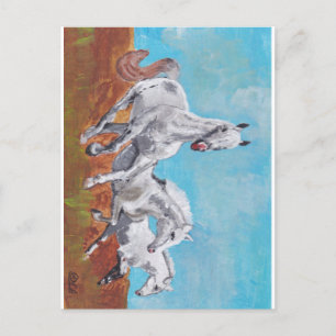 Postal Caballos salvajes
