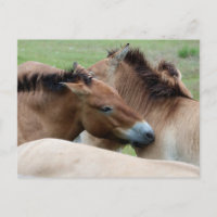 Caballos salvajes